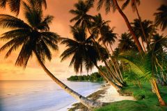 Tapeta Nature palm trees 019.jpg